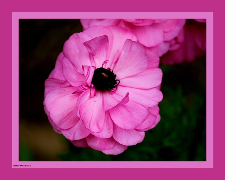 Lovers of Pink....