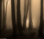 Mistery Forest.. by Tigles1Artistry