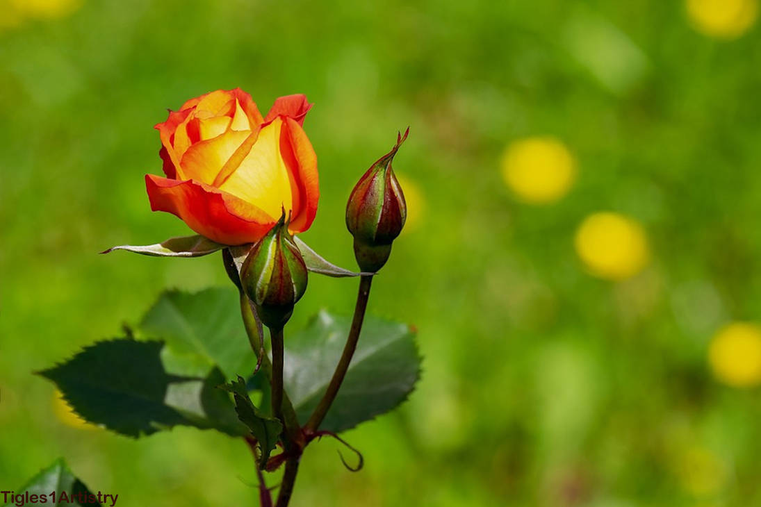 For You... by Tigles1Artistry For You... by Tigles1Artistry