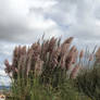 In The Breeze...
