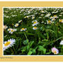 A Simple Ode To Spring...
