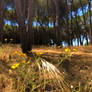 The Beauty In Small Things...