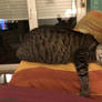 THIS is MY sofa......
