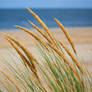 Simply Sea....