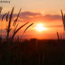 Summer Sundown....