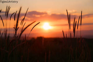 Summer Sundown....
