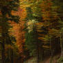 Driving Through Peaceful Forests...