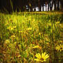 Colourful Fields In Spring.....