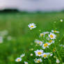 Happy Birthday To All My Friends Born In May....