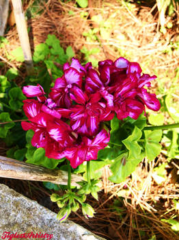 Delicate Beauty For You My Friends...