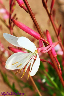 The Elegance Of Spring....