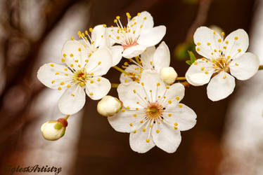 Beauty In White....