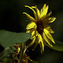 Dancing With Life....