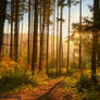 Peace In The Forest.....