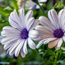 Early Morning Beauties....