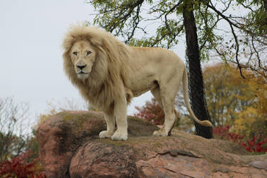 Lion_2