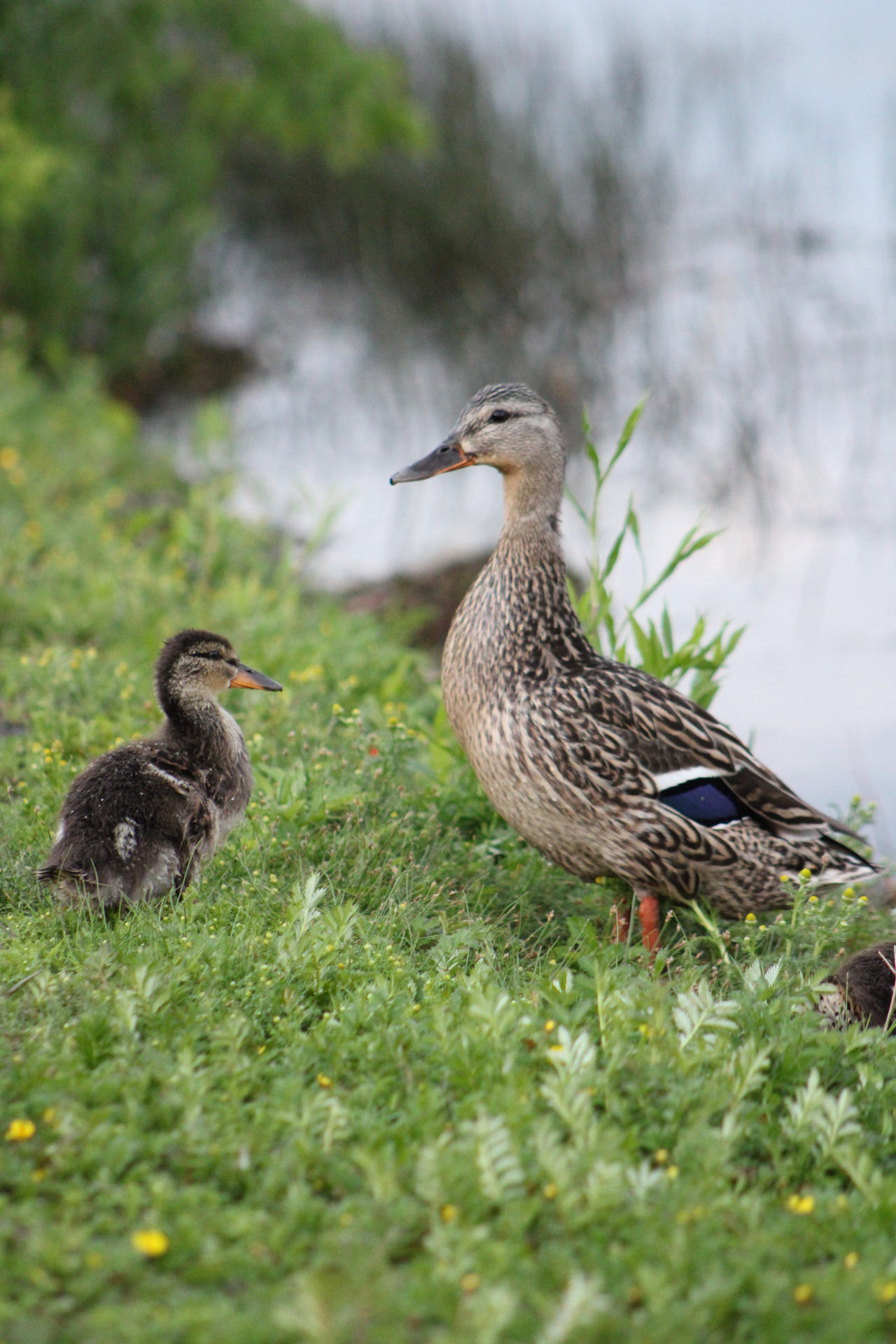 Mallard Duck_ Baby Duck by Nekoyasha23 on DeviantArt