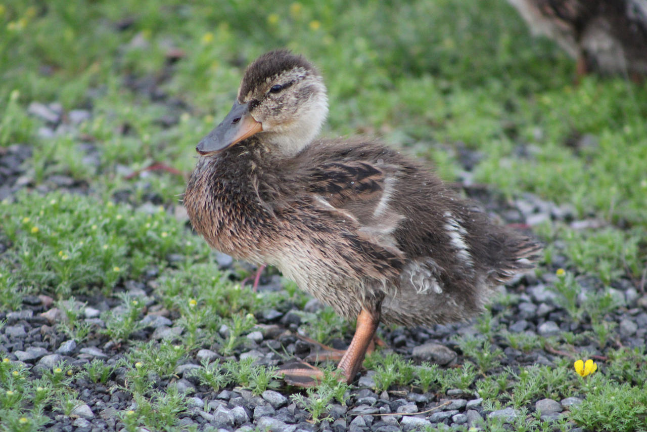 Baby Mallard Duck by Nekoyasha23 on DeviantArt