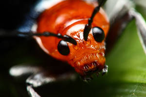 Red faced beetle