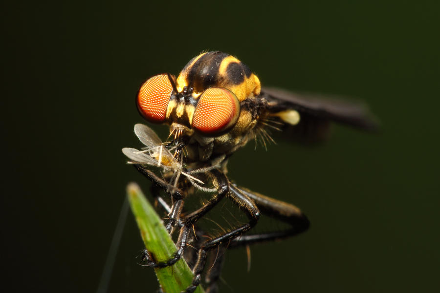 Robber Fly with dinner