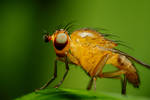 Fruit fly by gmazza