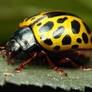 Yellow beetle side view