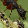 Ant vs nymph I