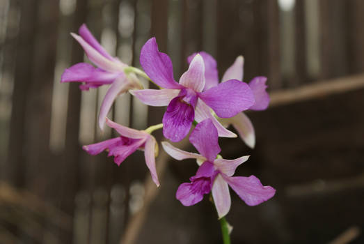 orchidee3