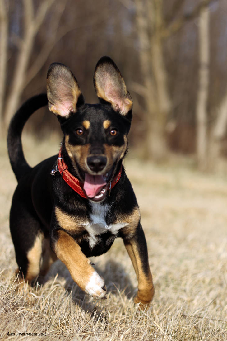 Le Chien Mechant Pas Du Tout By Ememl On Deviantart Le Chien Mechant Pas Du Tout By Ememl On Deviantart