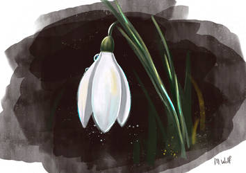 A Snowdrop