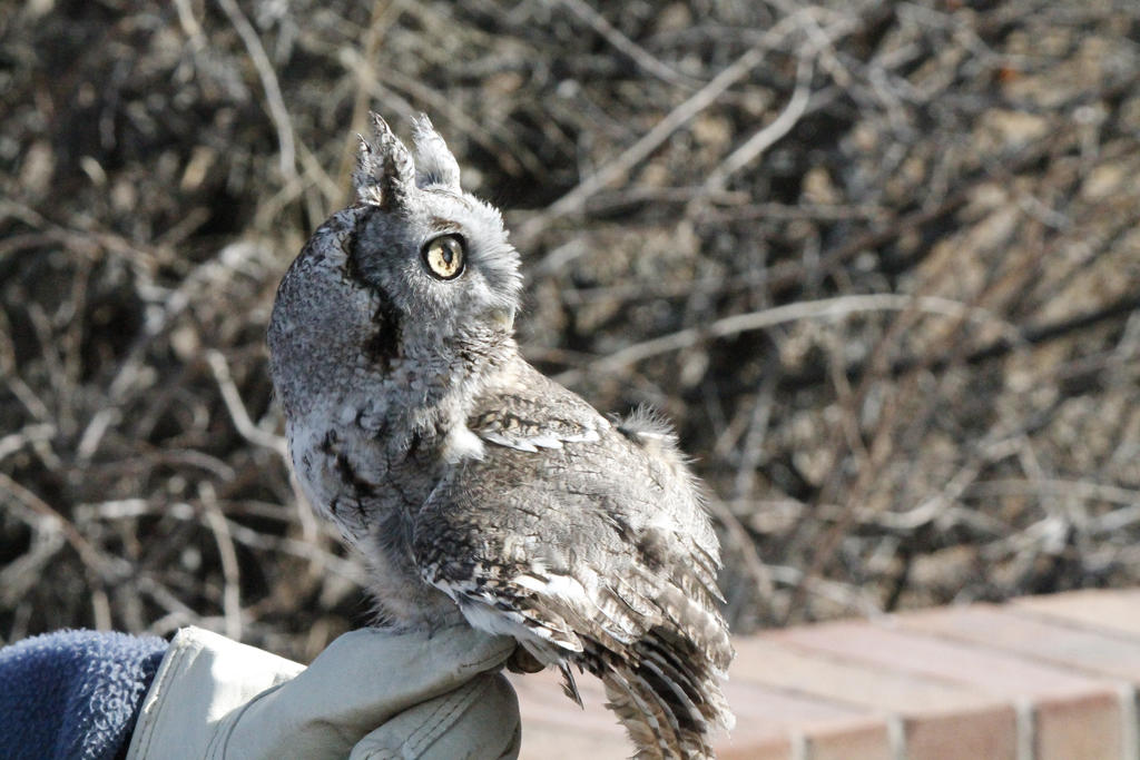 Tiny Owl watching someone