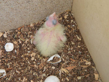 6 day old cockatiel