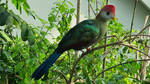 Red crested Turaco by haseeb312