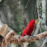 Red Lory