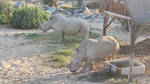 Rhinos by haseeb312