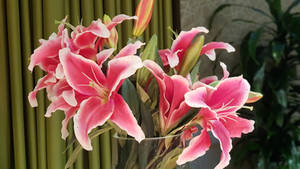 Pink Lilies