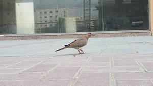 Dove walking in the city