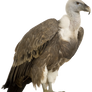 Vulture (PNG)