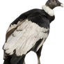 Andean Condor (PNG)