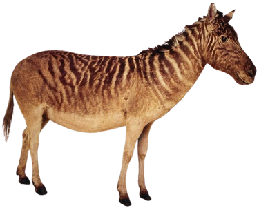 Quagga 2 (PNG)