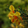 Plants and Flowers