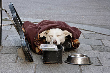 Street + Music + Dog