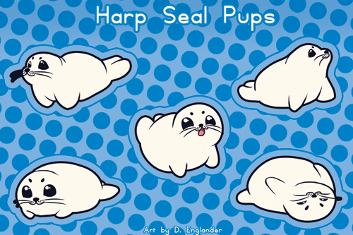 Harp Seal Pups