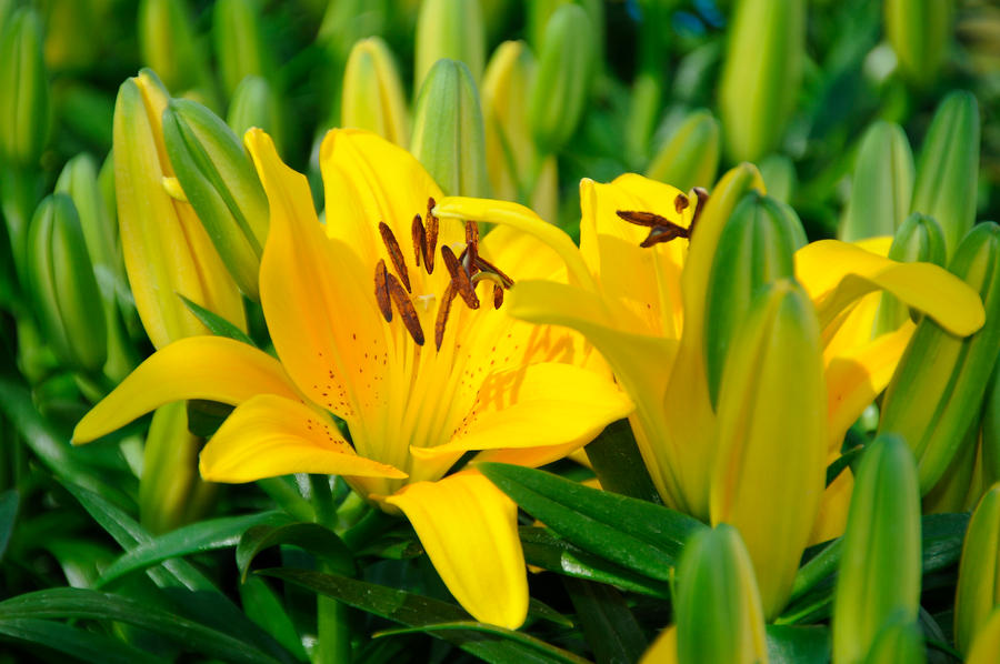 Yellow Flower