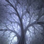 The Silhouette