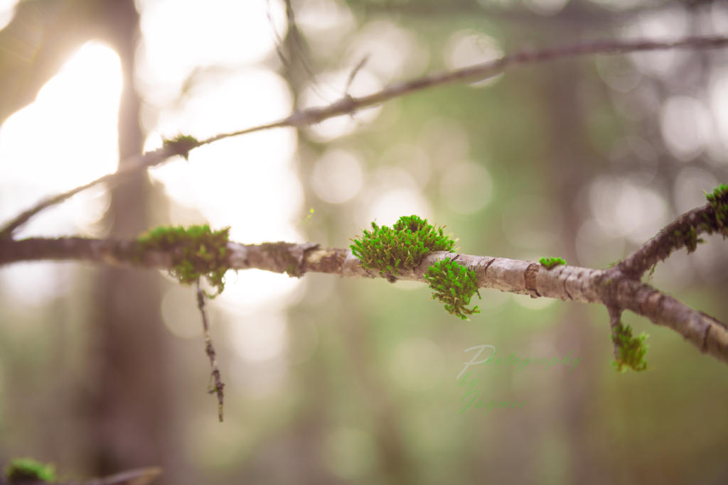 Mossy Mountains