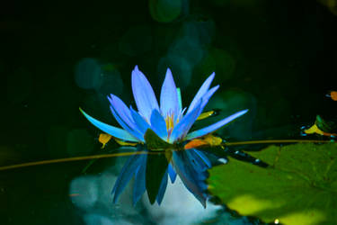 Water Lily