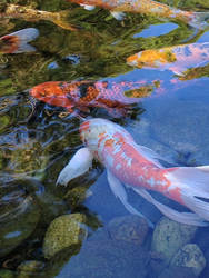 The Koi