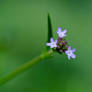 Purple Flower