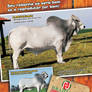 Brahman FJ Bom de Beef